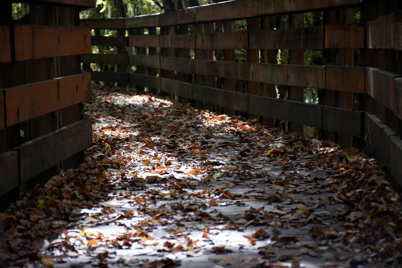 Leaves on a raised wooden trail