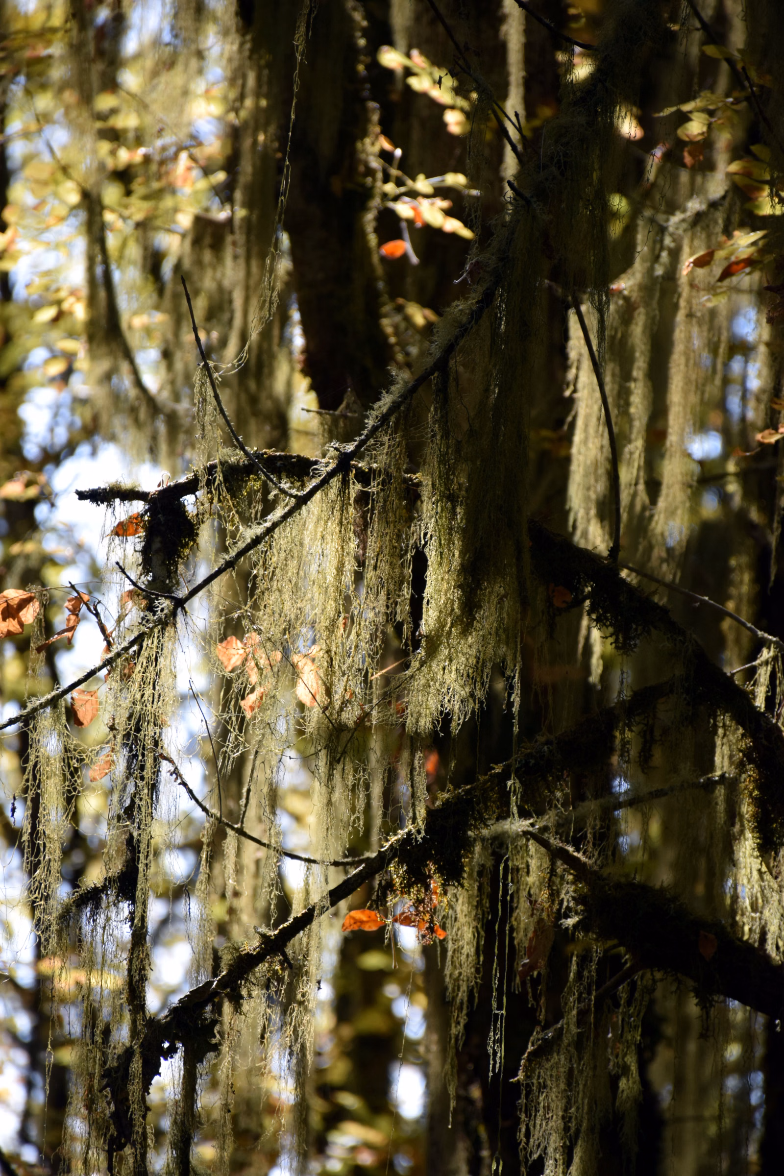 Moss on some tree branches