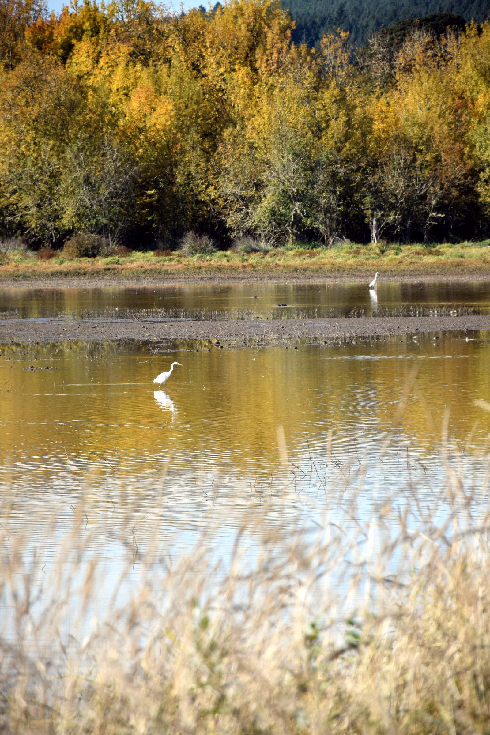 Birds across the swamp