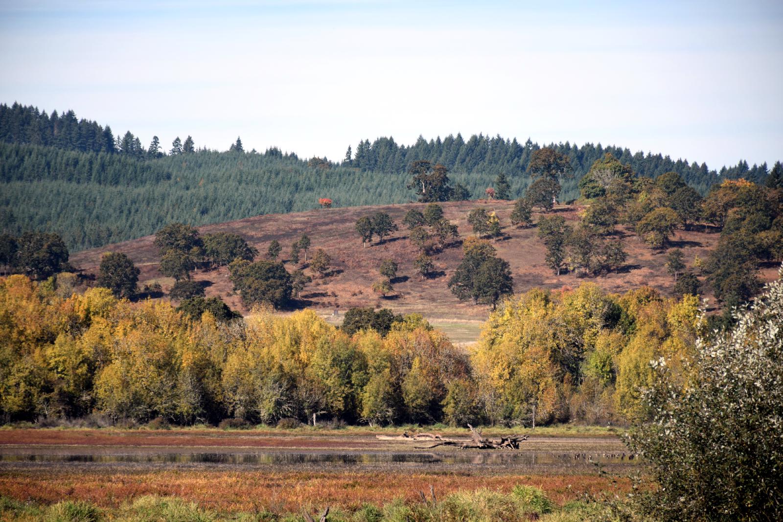 A hill in fall, with the swamp in the foreground