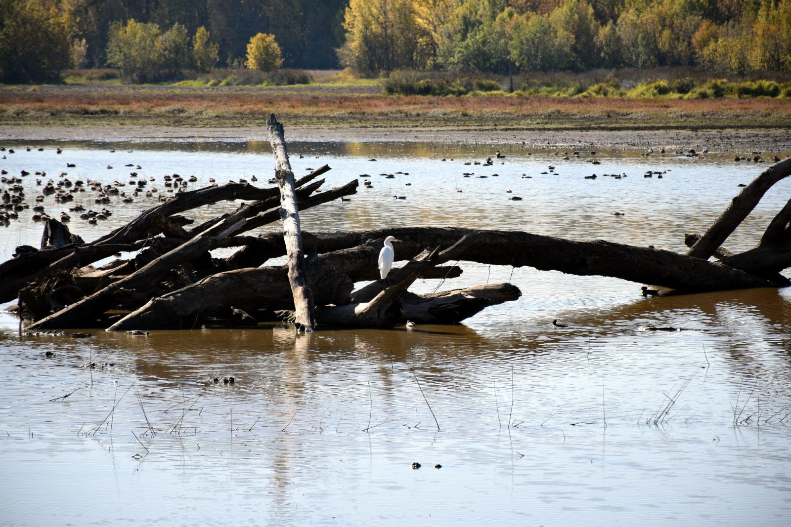 Logs and birds in the middle of the swamp